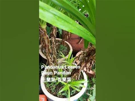 班蘭葉種植方法|班兰叶的种植方法